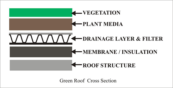Greenroof cross section